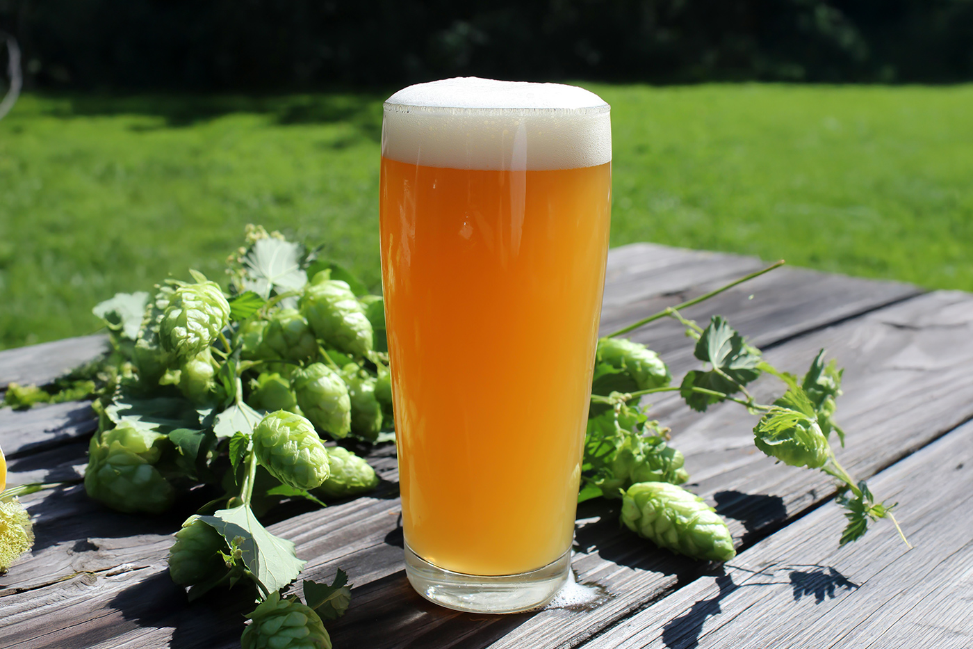 Free Beer Pint with Hops Mockup